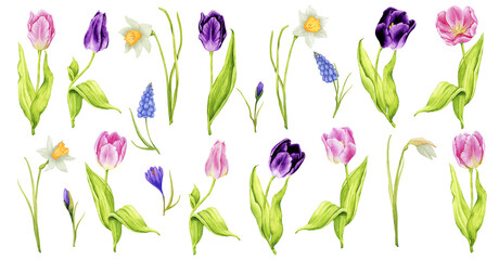 Set of spring flowers: tulips, daffodils, crocuses, muscari. Watercolor design elements for cards, posters, invitations. Spring, Mother's Day, Wedding, Women's Day, Birthday. Hand drawn illustration.
