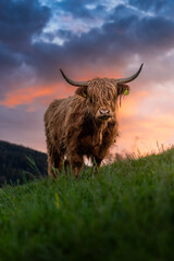 epic scottish highland cattle during a spring sunset in Emmental, Switzerland