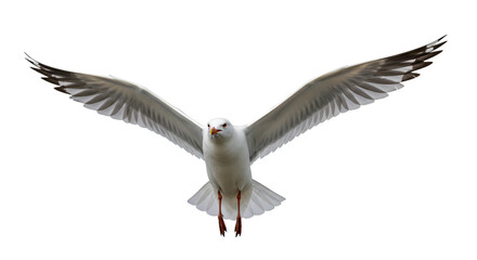 White seagull flying black background