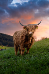 epic scottish highland cattle during a spring sunset in Emmental, Switzerland