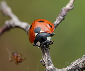 The image shows a ladybug with red wings and black spots. It is sitting on a stem, with black and white markings clearly visible on its body. The background is dark and blurred.