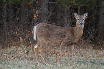 Fototapeta premium Odocoileus virginianus Whitetail Virginia Deer standing outside near a forest.