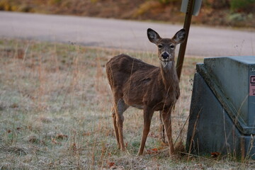 Odocoileus virginianus Whitetail Virginia Deer standing outside near a forest.