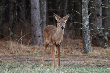 Fototapeta premium Odocoileus virginianus Whitetail Virginia Deer standing outside near a forest.