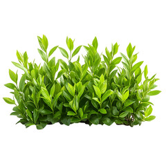 Obraz premium Lush Green Bush Isolated on Black Background,