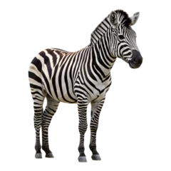 Fotobehang Realistic zebra standing upright, slightly turned to the left © chalindu