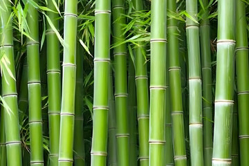 Fototapeta premium Vibrant Green Bamboo Forest Background Texture