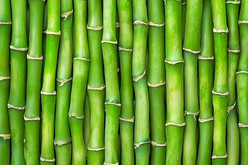 Obraz premium Vibrant Green Bamboo Stalks Background Texture