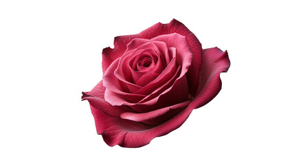 Elegant rose close up on black background petals and floral detail