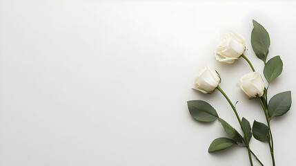Fototapeta premium Elegant Arrangement Of White Roses On White Background