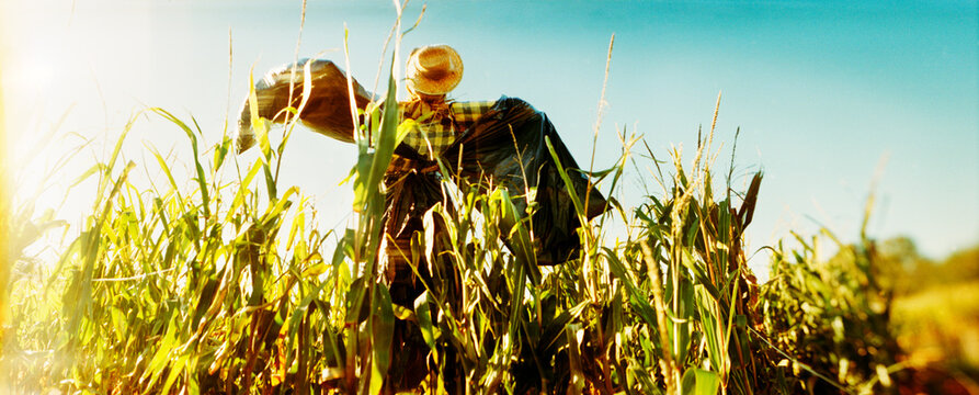 Panoramic view of scarecrow in a corn field, New York State, USA.