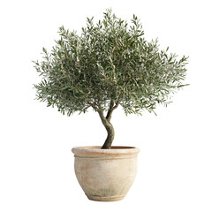 Olive tree in a terracotta pot on black background