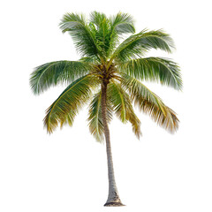 Single Coconut Palm Tree on Black Background Tropical Paradise