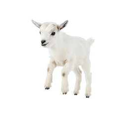 Obraz premium Lifelike Baby Goat Glancing to the Side