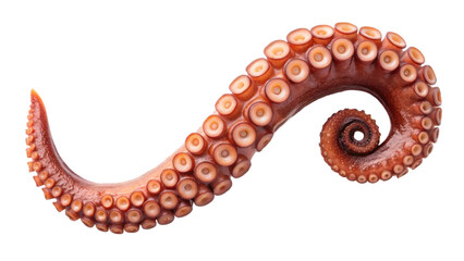 A detailed view of a vibrant, curled octopus arm featuring prominent suckers and a distinctive spiral shape.