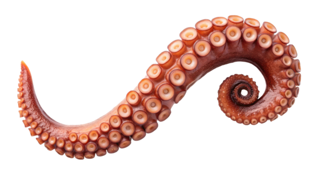 A detailed view of a vibrant, curled octopus arm featuring prominent suckers and a distinctive spiral shape.