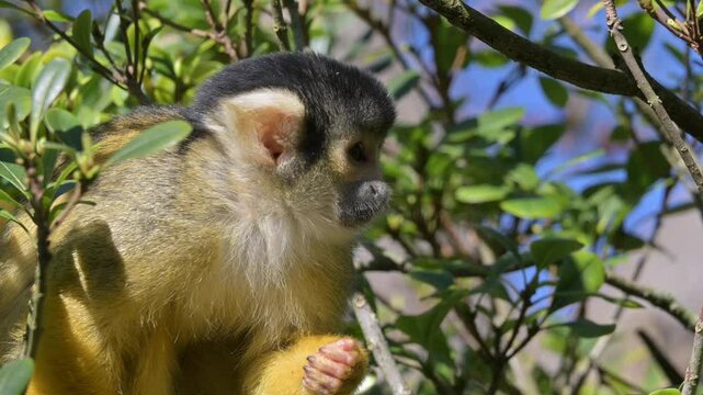Black-Capped Squirrel Monkey (Saimiri boliviensis) native to the Amazon Basin. Captive. [Slow motion x5]