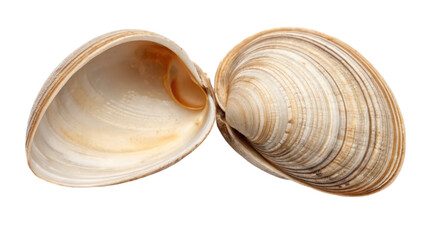A detailed view of a clam shell, showcasing its smooth, layered texture and natural coloration.