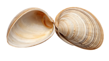 A detailed view of a clam shell, showcasing its smooth, layered texture and natural coloration.