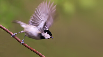 Coal tit takes flight from a wire fence.....