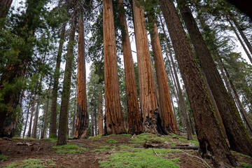 Large Giant Sequoia Trees in Sequoia National Park in California.
