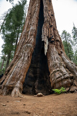 Large Giant Sequoia Trees in Sequoia National Park in California.