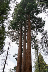Large Giant Sequoia Trees in Sequoia National Park in California.