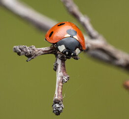 The image shows a ladybug with red wings and black spots. It is sitting on a stem, with black and white markings clearly visible on its body. The background is dark and blurred.
