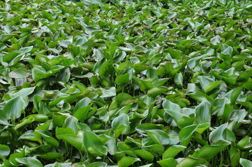 Obraz premium Leafy foliage background