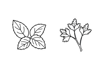 Basil And Parsley Herb Outline Illustration Culinary Design Elements Cooking Herbs
