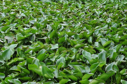 Fototapeta Leafy foliage background