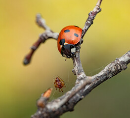 The image shows a ladybug with red wings and black spots. It is sitting on a stem, with black and white markings clearly visible on its body. The background is dark and blurred.