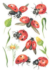Watercolor set of ladybugs