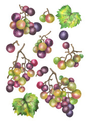 Watercolor set of Muscadine grapes