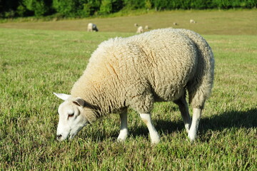 White woolly sheep grazing in a green field