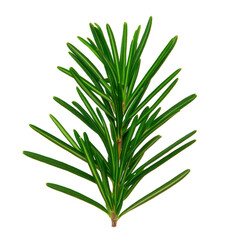 Obraz premium fresh sprig of rosemary with vibrant green needle like leaves, isolated on transparency background, showcasing its aromatic and culinary appeal. Perfect for cooking and herbal uses