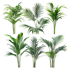 Lush Green Tropical Plants Collection Isolated on Black Background