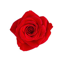 vibrant red rose in full bloom, showcasing its intricate petals and rich color, symbolizing love and passion. detailed texture and natural beauty evoke sense of romance and elegance