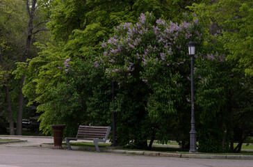 a bench and a street lamp on a background of blooming lilacs