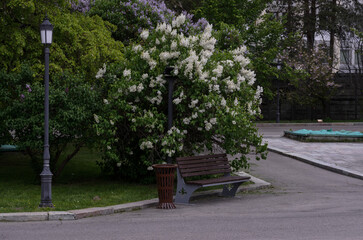 a street lamp, an urn and a bench against the background of a white lilac bush