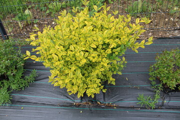 Plantation d'une haie avec toile géotextile, Troène de Californie