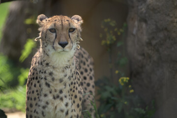 動物園に住むチーターは春の午後の太陽の下で遠くを眺めて時間をつぶす