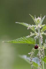Coccinelle dans les orties