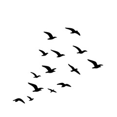 flock of birds illustration