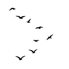 flock of birds illustration