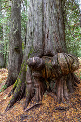 Burl Formation on a Western Red Cedar Tree (Thuja plicata) in the Hobo Cedar Grove Botanical Area, ID