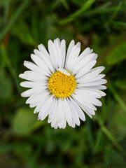 Top view of daisy flower.

