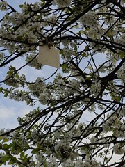 Flypaper for catching insects on a tree.

