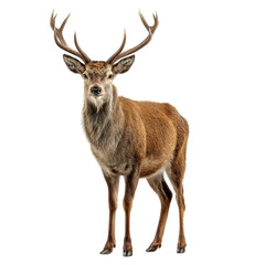 Obraz premium Majestic Stag Staring Into the Camera with Transparent Background