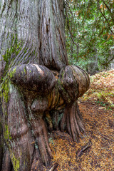 Burl Formation on a Western Red Cedar Tree (Thuja plicata) in the Hobo Cedar Grove Botanical Area, ID